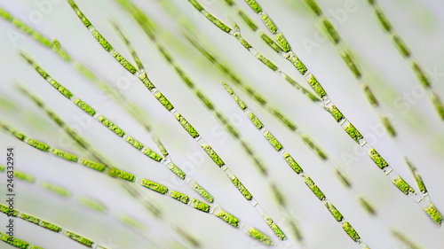 Green algae under the microscope