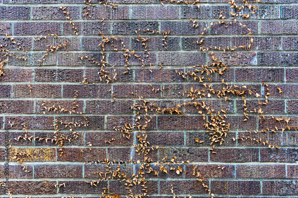 枯れた蔦の絡まるレンガ壁 Stock 写真 Adobe Stock