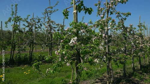 Blooming fruit trees near Luehe, Altes Land Region, Lower Saxony, Germany, Europe photo