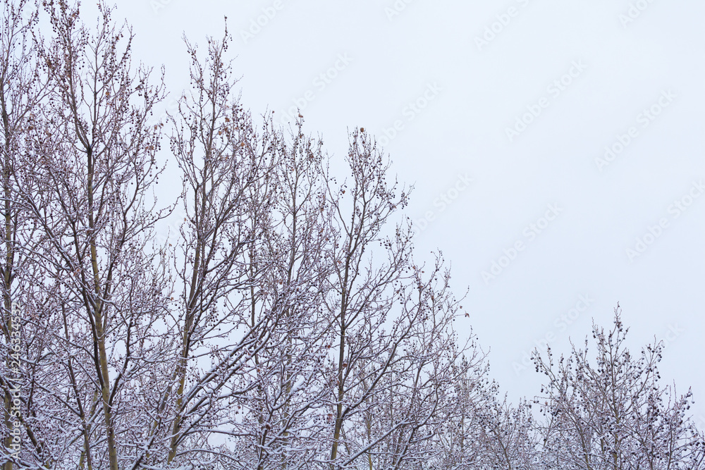 Branches against the sky after a snowfall Branches against the sky after a snowfall