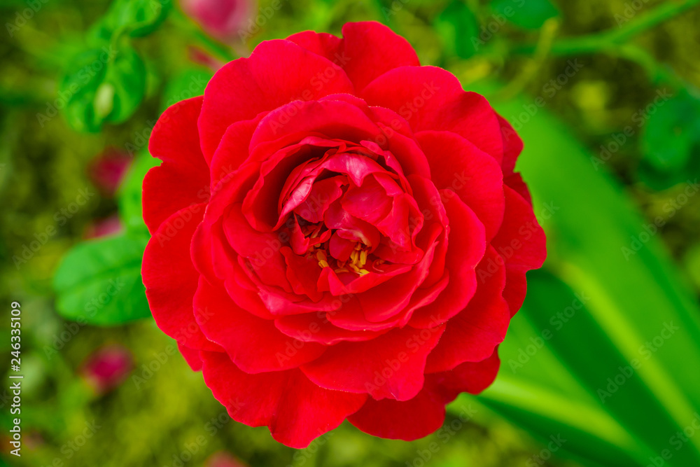 Red roses in the garden