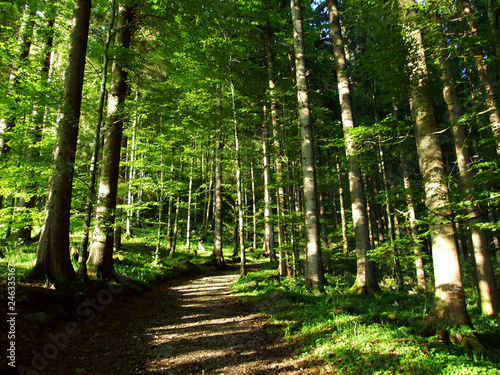 Trees and mixed forests on the slopes between the Churfirsten mountain range and Thurtal valley - Canton of St. Gallen, Switzerland photo