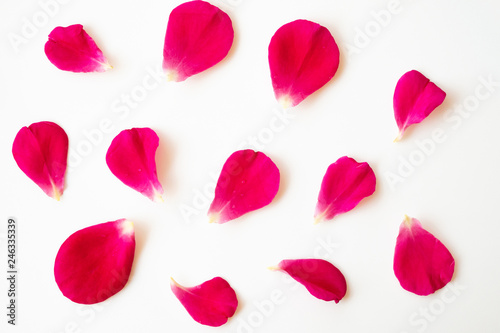 red rose petals on white background