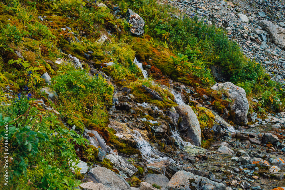 Rich flora of highlands. Red and green mosses, colorful plants, lichens, small waterfall from rock. Spring water on mountainside. Amazing natural background with beautiful vegetation of mountains. Rich flora of highlands. Red and green mosses, colorful plants, lichens, small waterfall from rock. Spring water on mountainside. Amazing natural background with beautiful vegetation of mountains.