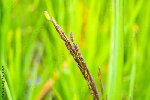 riceberry plant in green organic rice paddy field
