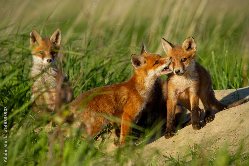 Red fox, vulpes vulpes, small young cubs near den playing. Cute little wild predators in natural environment. Brotherhood of animlas in wilderness.