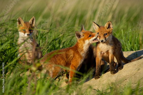 Obraz na płótnie Red fox, vulpes vulpes, small young cubs near den playing. Cute little wild predators in natural environment. Brotherhood of animlas in wilderness. w salonie