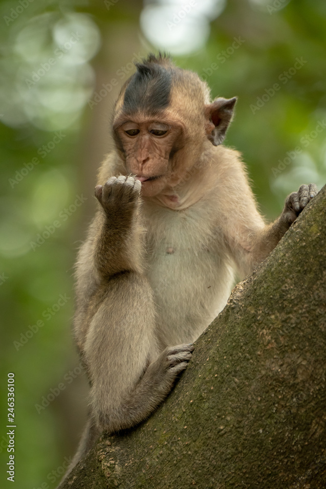 Long-tailed macaque sits licking object in hand Long-tailed macaque sits licking object in hand