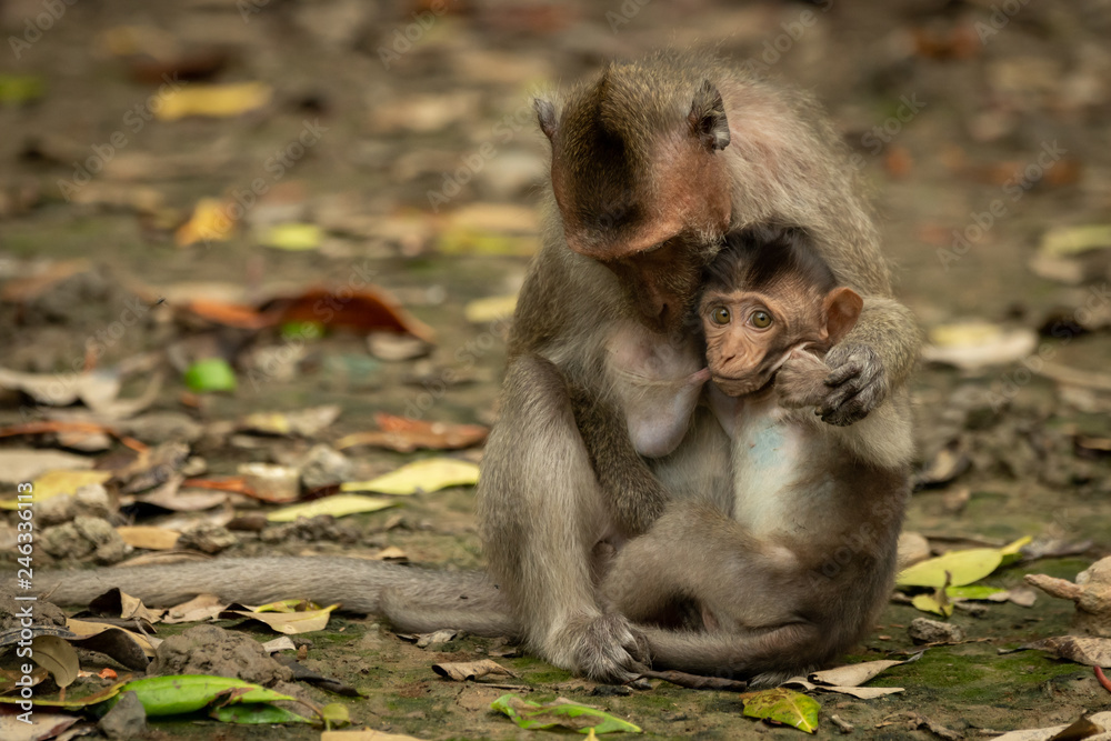 Long-tailed macaque sits nursing baby amongst leaves