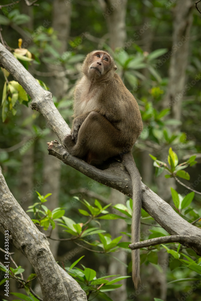 Long-tailed macaque sits on branch looking mournful