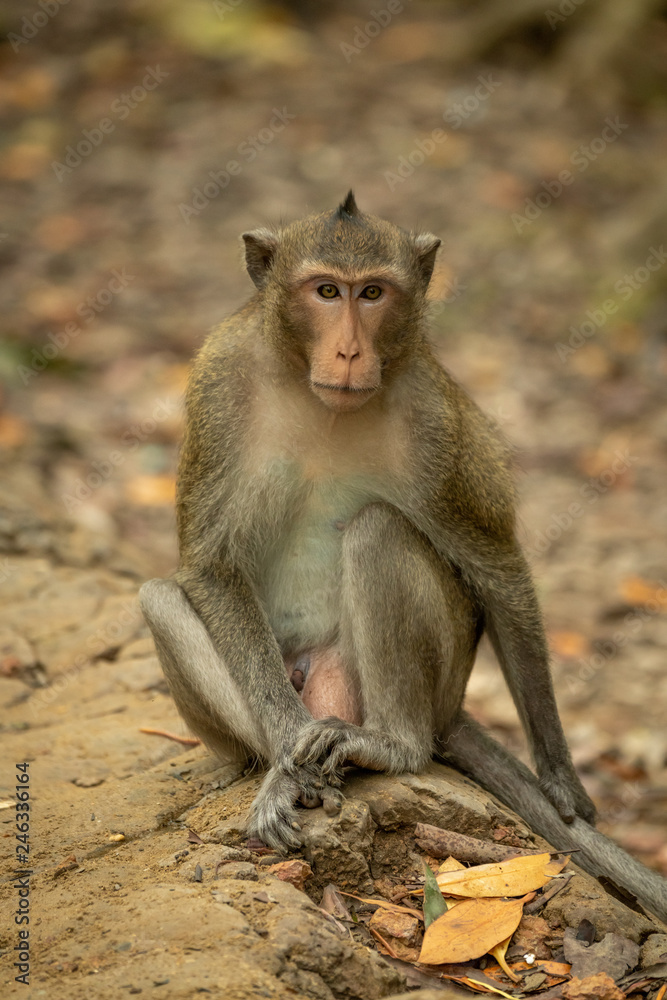 Long-tailed macaque sits on rock among leaves