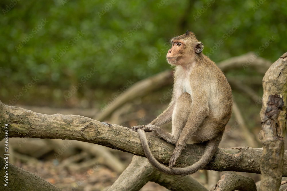 Long-tailed macaque sits on root looking left