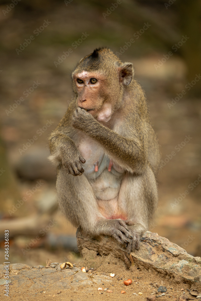 Long-tailed macaque sits on sandy rock eating Long-tailed macaque sits on sandy rock eating