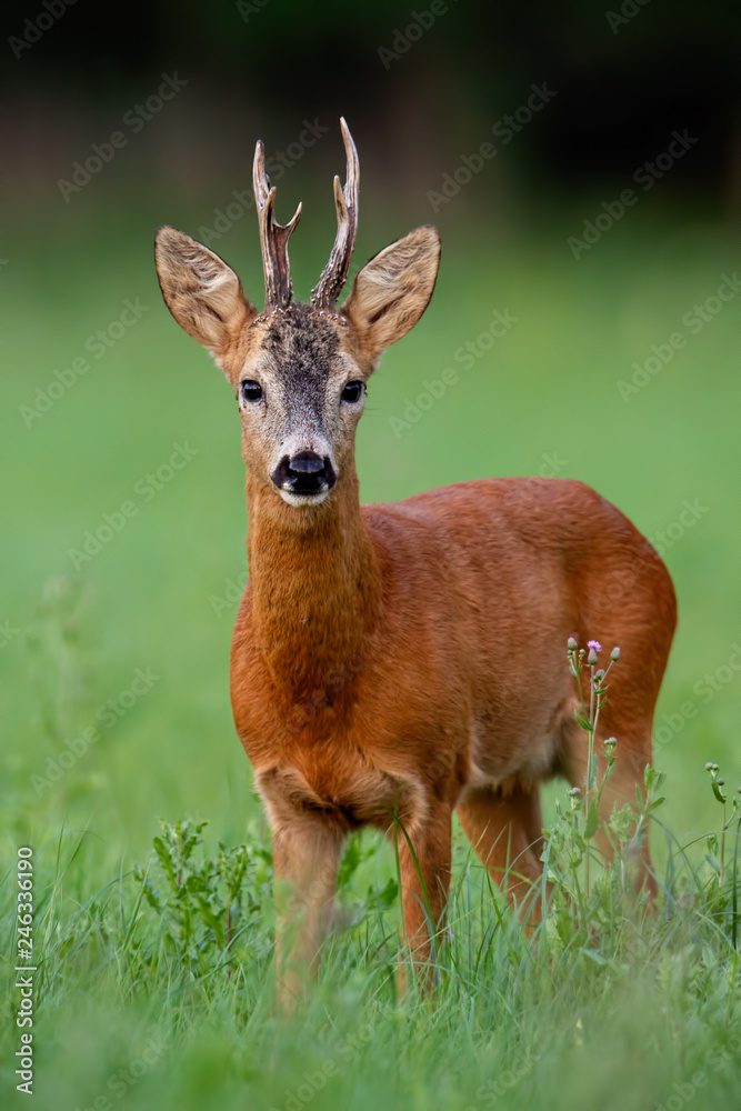 Roe deer buck in summer. Vertically composed mammal, capreolus capreolus, on green meadow with blurred background. Male wild animal in nature. Wildlife scenery.