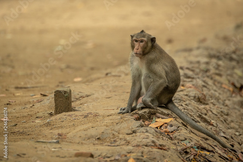 Long-tailed macaque sits on sand beside post