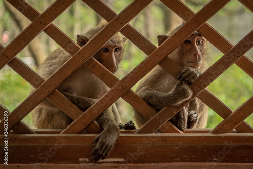 Long-tailed macaques stare through wooden trellis window © Nick Dale