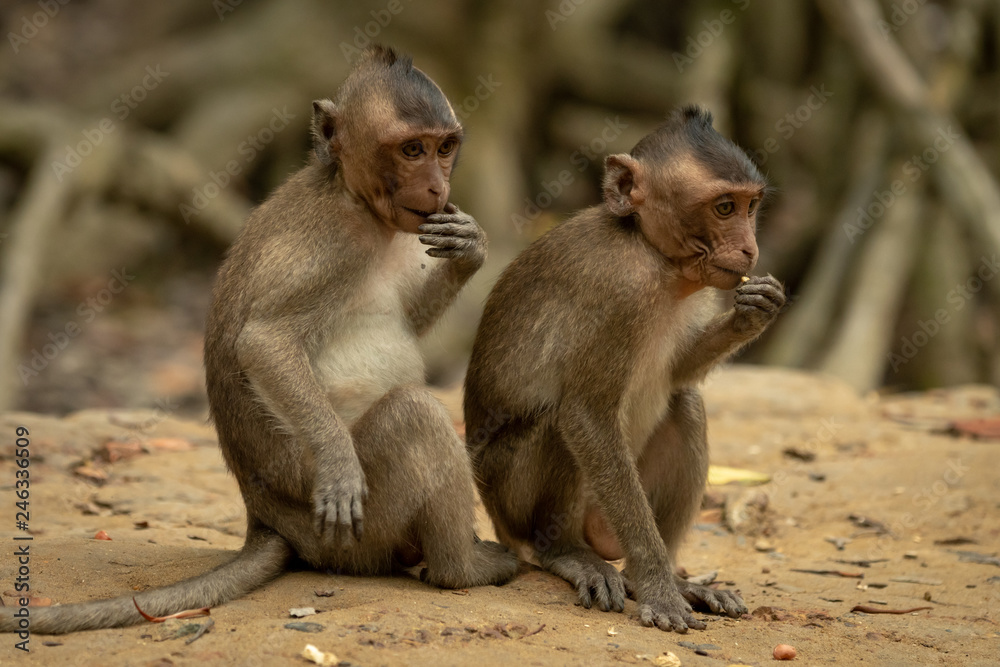 Two long-tailed macaque sit in line eating Two long-tailed macaque sit in line eating