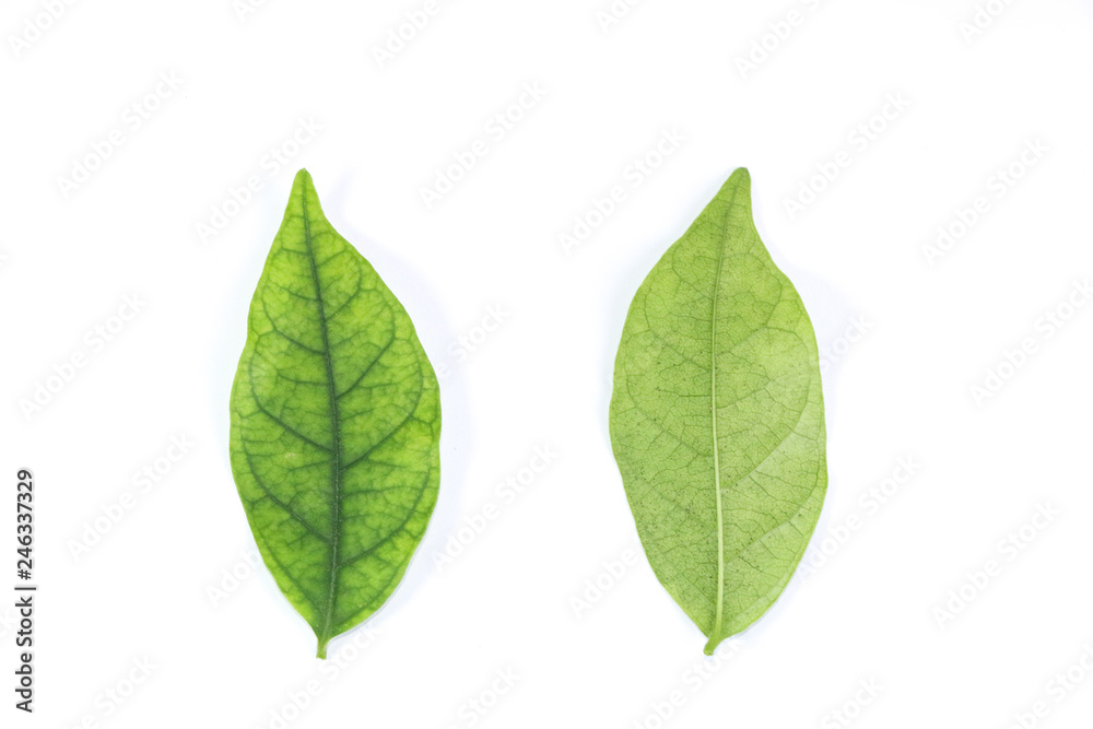 Water jasmine leaf close up Water jasmine leaf close up