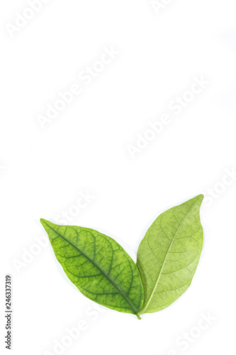 Water jasmine leaf close up