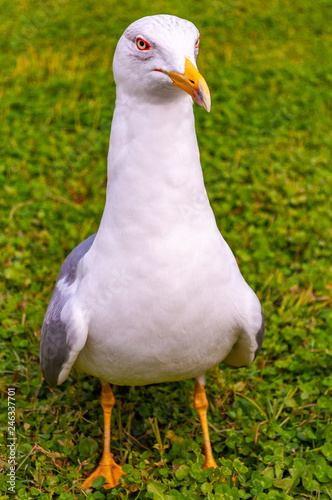 Seagull standing on the grass. The Larus Argentatus or the European herring gull is a large gull up to 65 cm long. One of the best known of all gulls along the shores of western Europe.