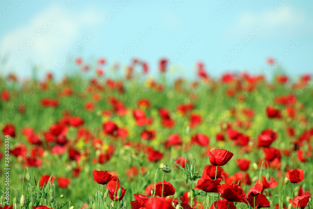 poppies flower in spring countryside landscape