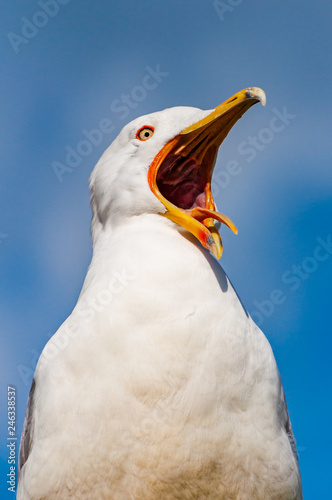 Close-up portrait of white Seagull with wide open yellow beak. The Larus Argentatus or the European herring gull, seagull is a large gull up to 65 cm long. One of best known of all gulls of Europe