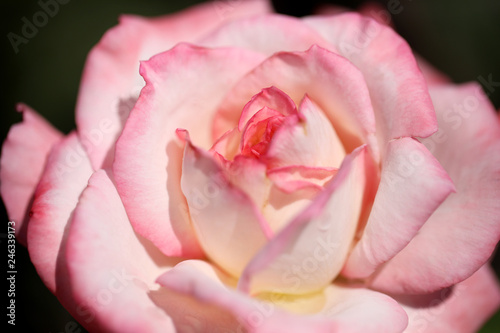 ピンクのバラ　アップのバラ　薔薇　バラ　ばら © tenboh siyaraku