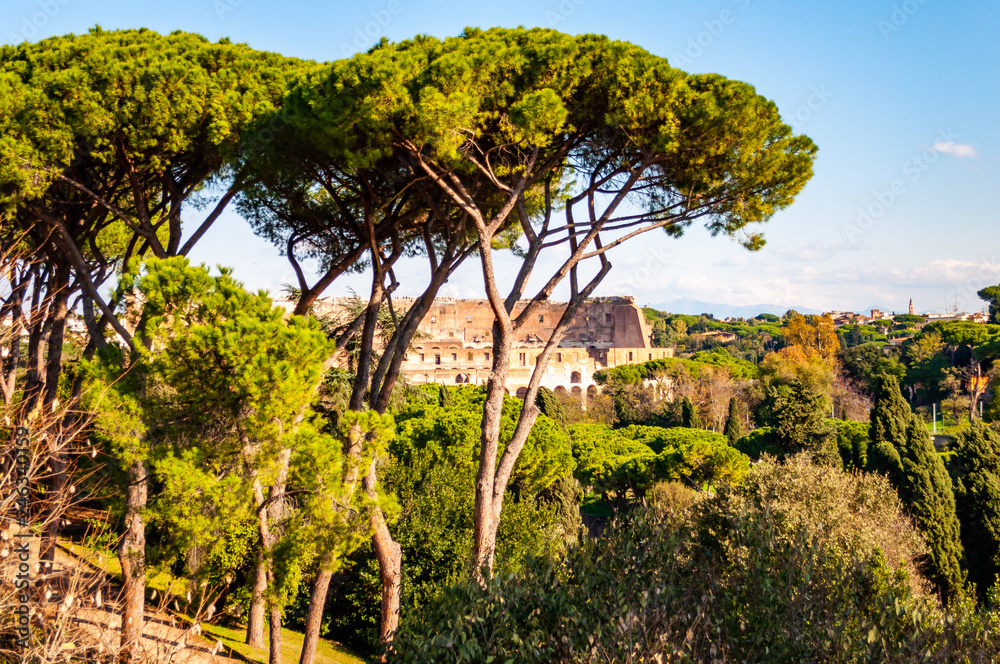 Scenic evergreen park with growing pines, velvet grass lawns and the famous Colosseum or Coliseum also known as the Flavian Amphitheatre on the background in Rome