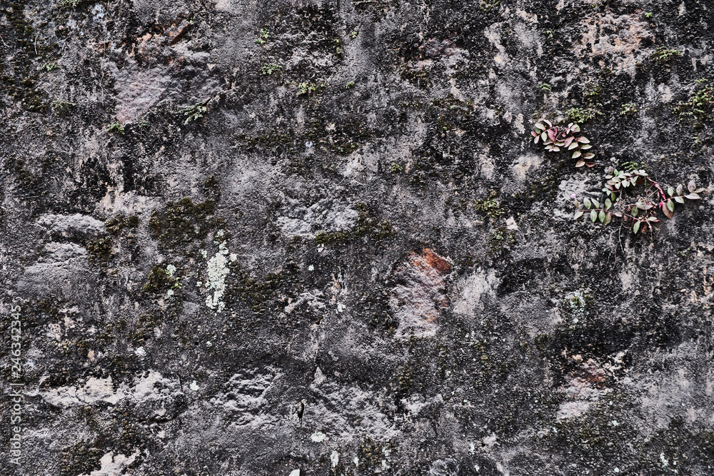 Old grey wall with leaves. Close up. Background. Sri Lanka Old grey wall with leaves. Close up. Background. Sri Lanka