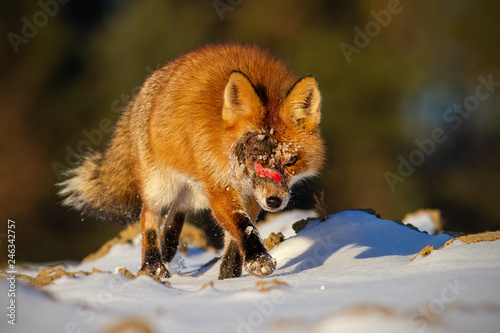 Obraz na płótnie Injured wild red fox, vulpes vulpes, with wound on head approaching. Ill animal in nature. w salonie