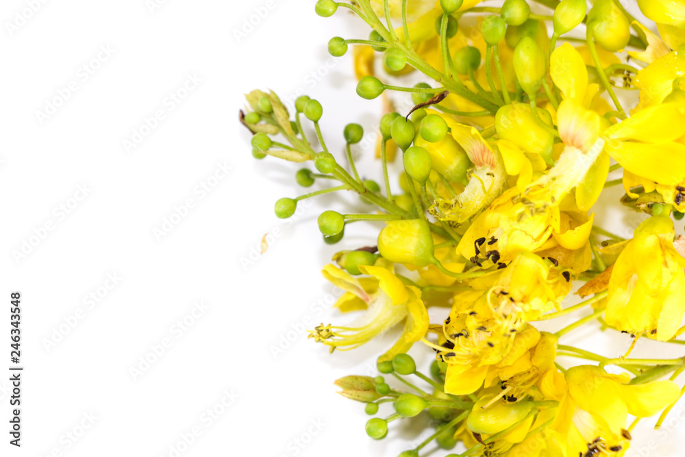 Obraz premium Flower Sappan tree Close up