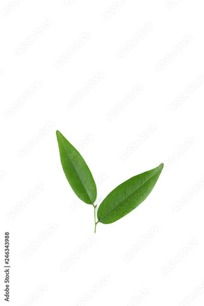 Leaf Ebony tree Close up Leaf Ebony tree Close up