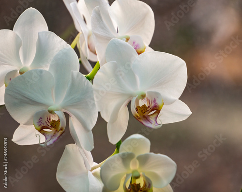 Luxurious close-up of white phalaenopsis orchid flower branch.  Phalaenopsis known as the Moth Orchid or Phal against light on the brown grey bokeh background. Selective focus.