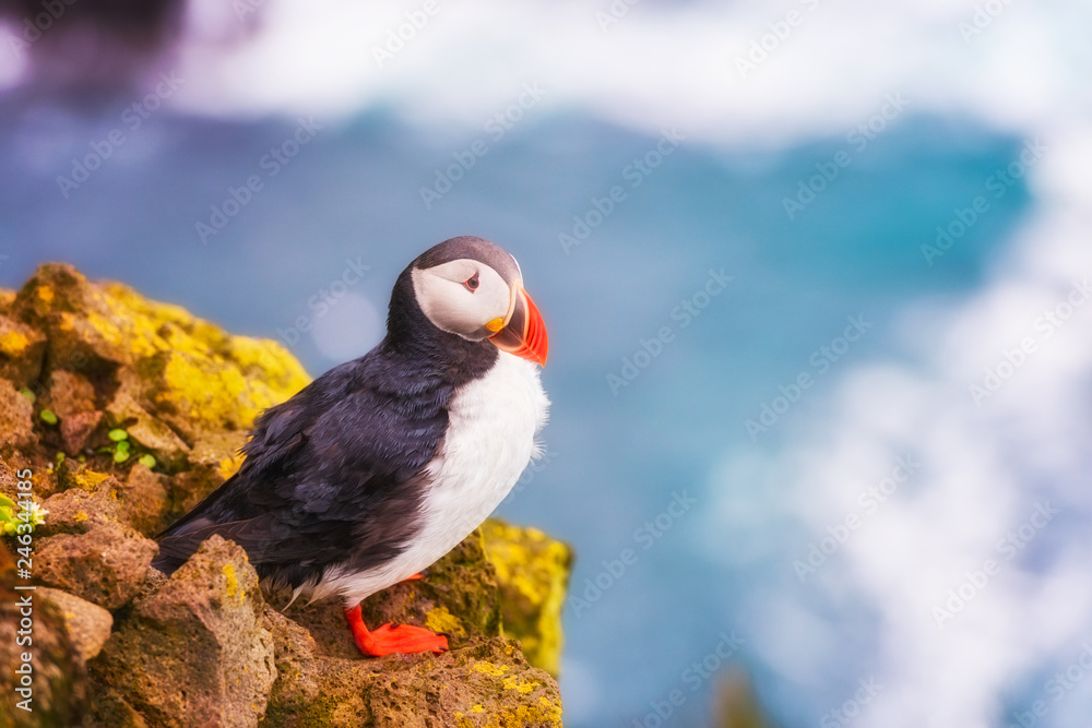 Obraz premium Atlantic puffin single bird on the stone against the ocean background, animals in the wild