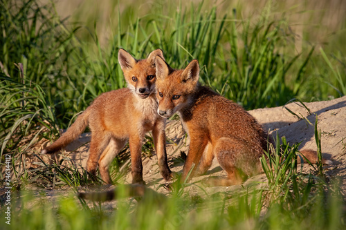 Red fox, vulpes vulpes, small young cubs near den playing. Cute little wild predators in natural environment. Brotherhood of animals in wilderness. © WildMedia
