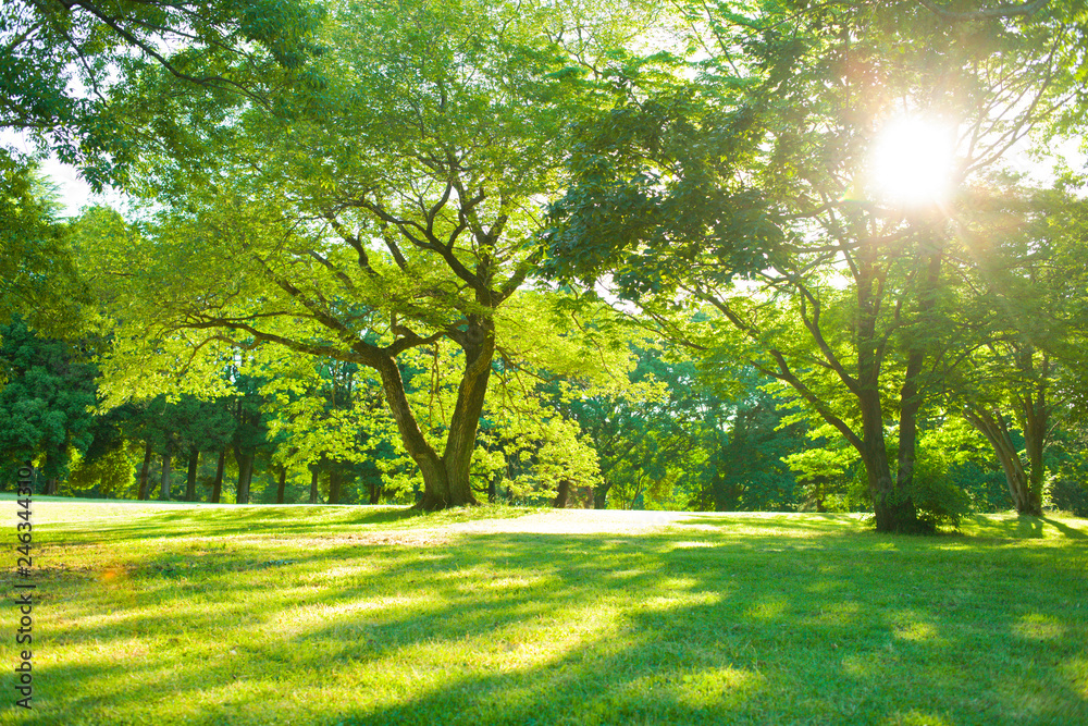 sunshine garden