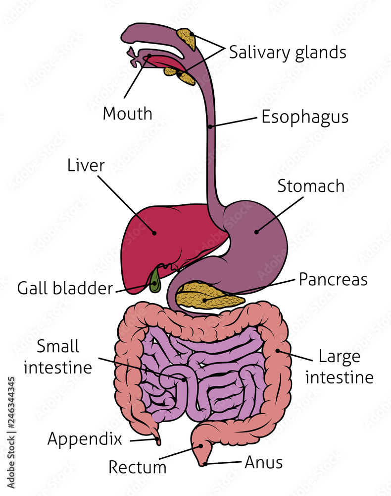 Human digestive system gut gastrointestinal tract anatomy diagram Stock  Vector | Adobe Stock