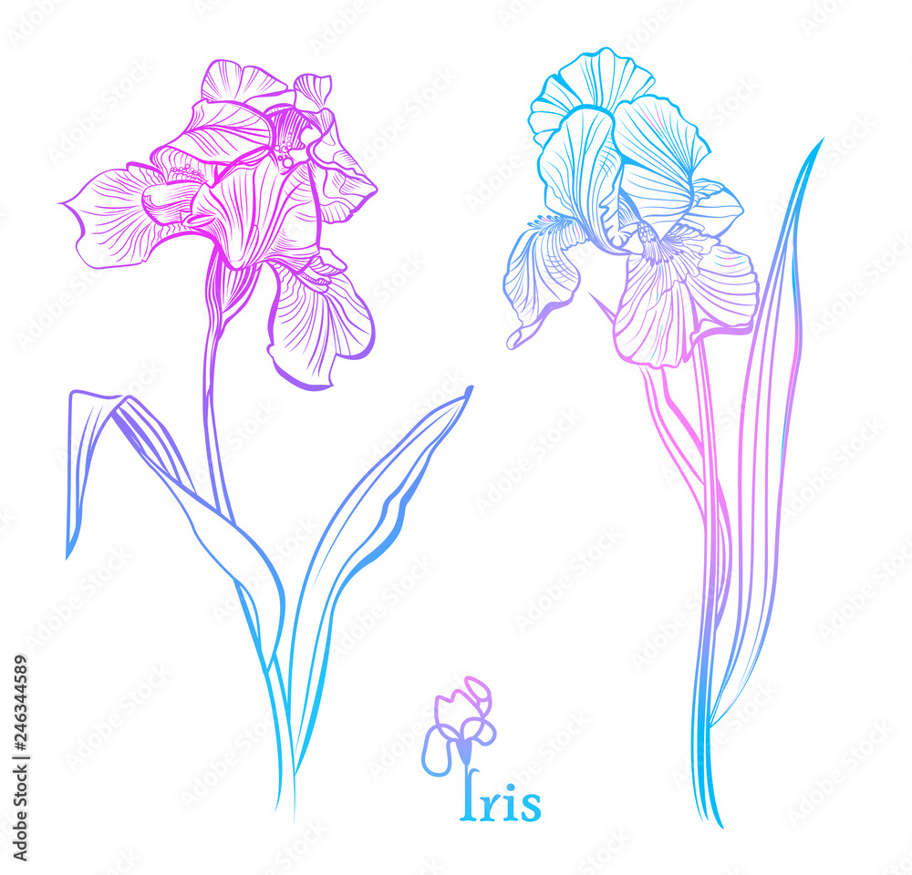 Iris Flowers. Isolated  illustration.  Color iris flowers sketch. 