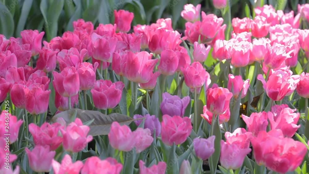 Tulip flower and green leaf background in tulip field at winter or spring day for beauty decoration and agriculture design. Tulip flower and green leaf background in tulip field at winter or spring day for beauty decoration and agriculture design.