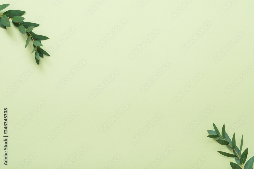 Fototapeta premium Bay leaf branches. Minimal plant decor. Copy space on light olive background.