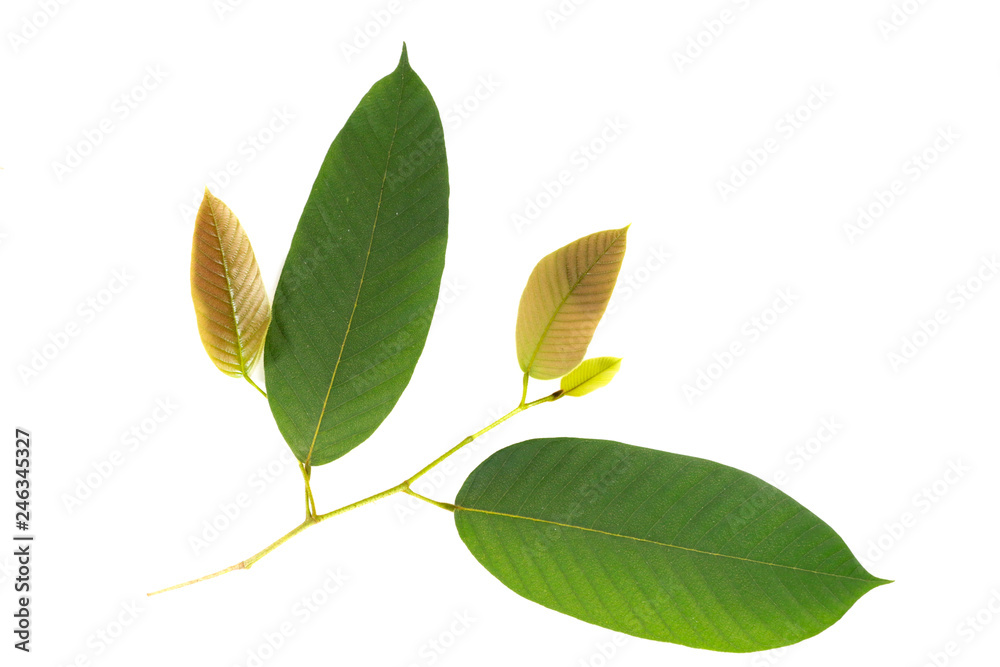 Fototapeta premium Leaf Yang na Close up