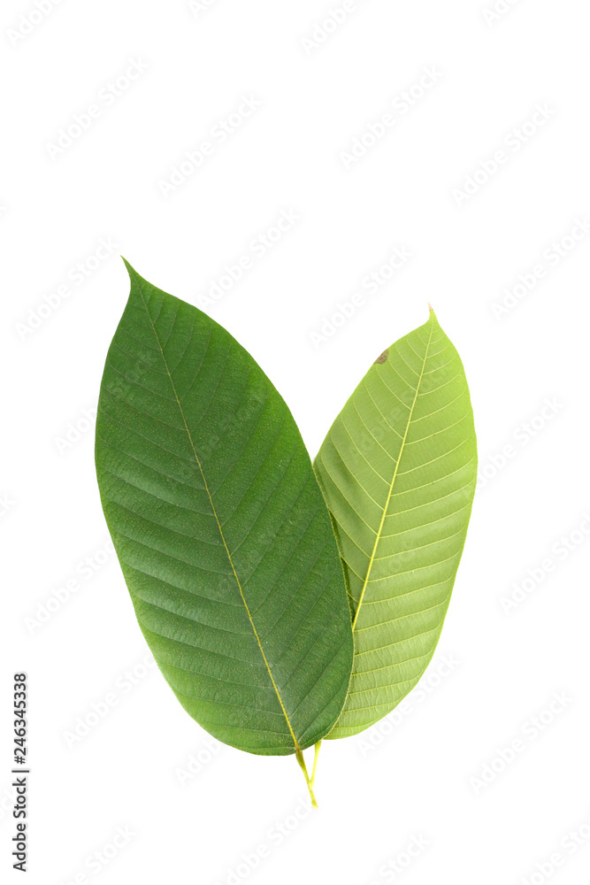 Leaf Yang na Close up Leaf Yang na Close up