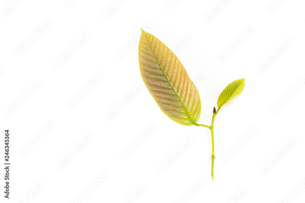 Leaf Yang na Close up Leaf Yang na Close up