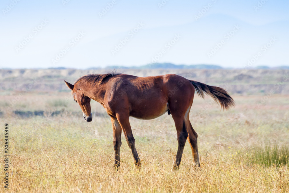 Alberese (Gr), Italy, horse grazing in the maremma country, Italy Alberese (Gr), Italy, horse grazing in the maremma country, Italy