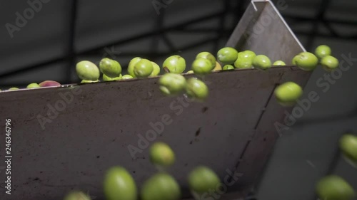 Olives falling in the crusher in Olive Oil mill. South of Italy- slow motion photo