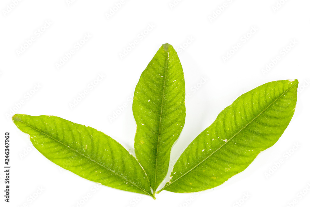 Fototapeta premium Leaf Soap Nut Tree Close up