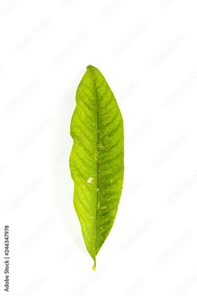 Fototapeta premium Leaf Soap Nut Tree Close up