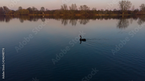 Black Swan in Blue Water