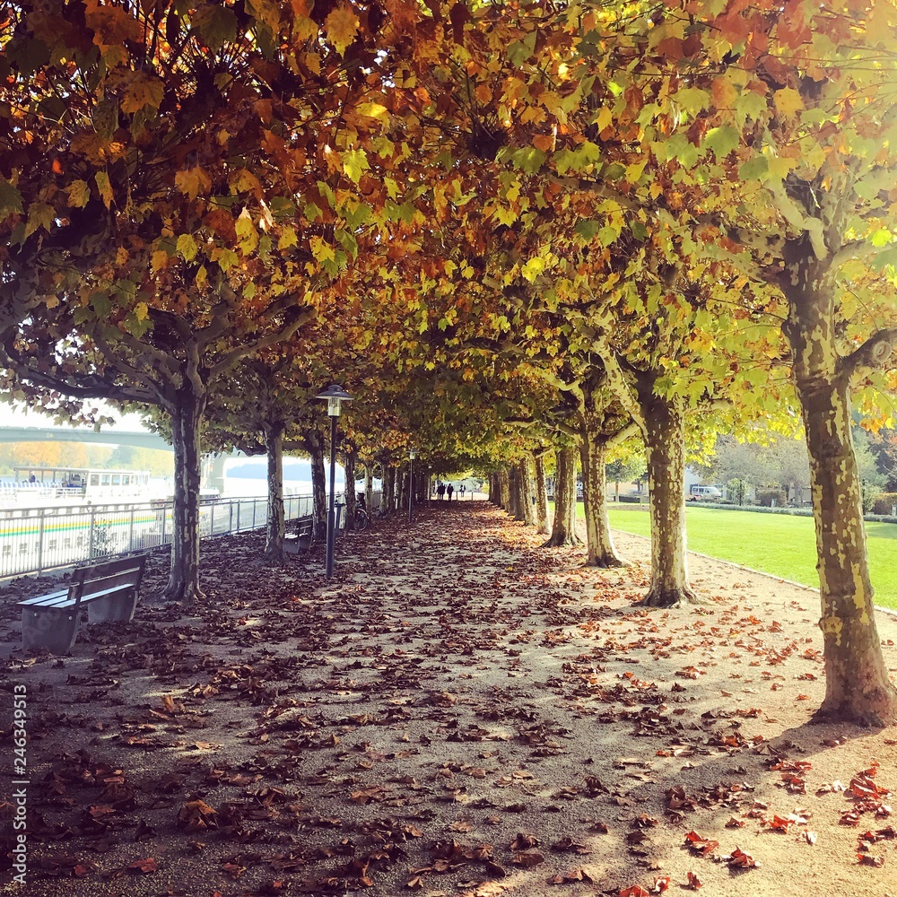 Naklejka premium autumn allee