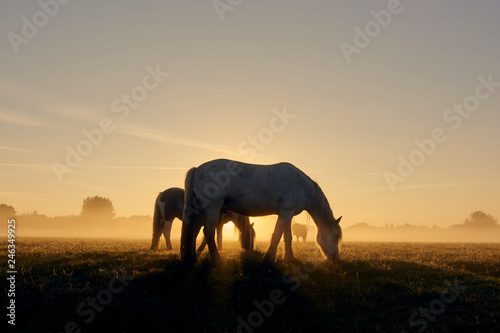 sunshine horses
